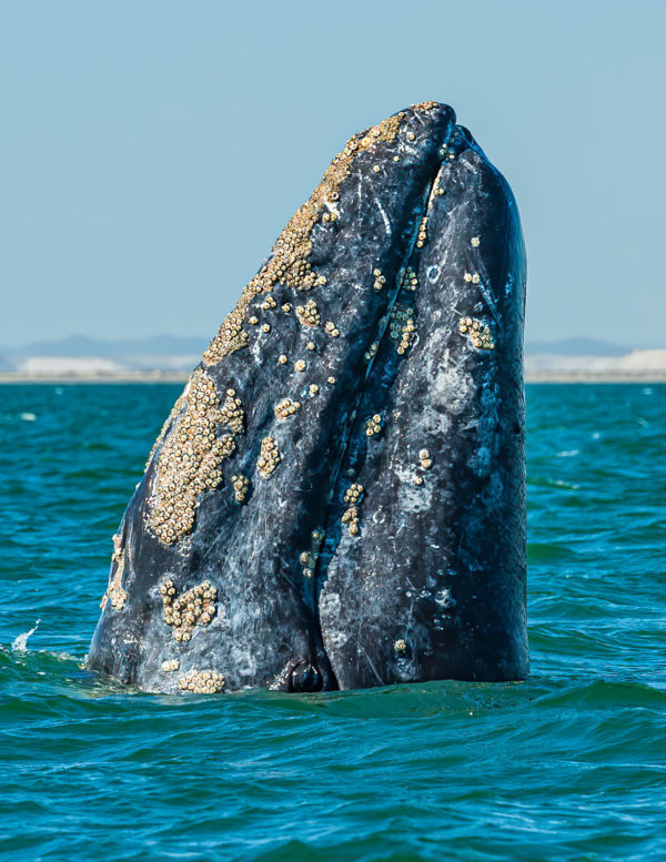 gray whale mag bay