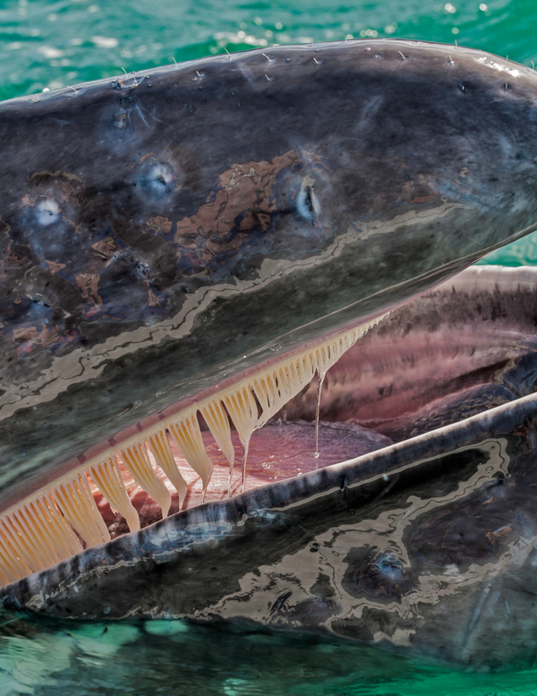 gray whale mag bay