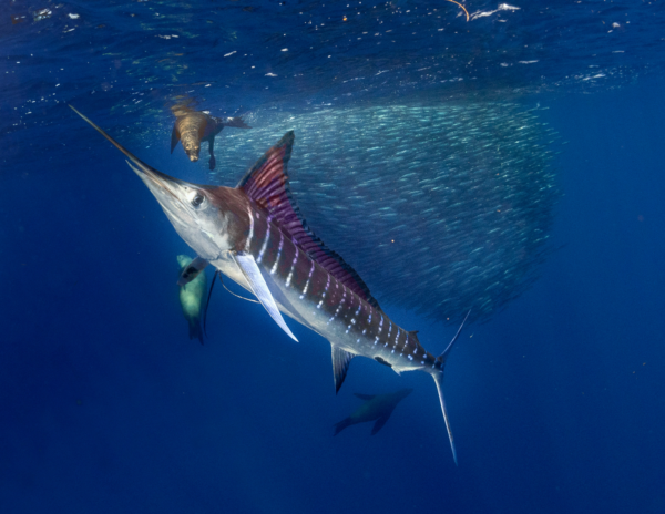 striped marlin photography ventana travel
