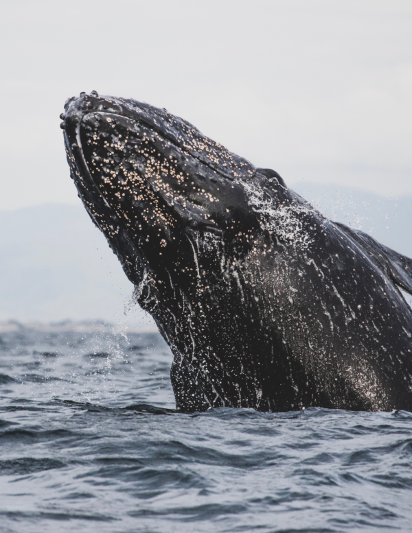 gray whale mag bay trip
