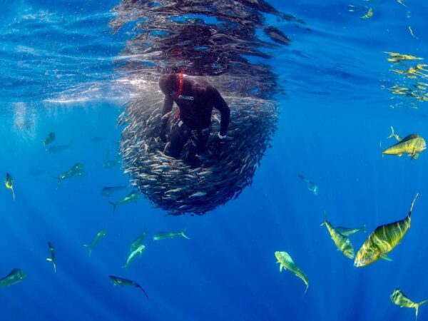 photography in a bait ball