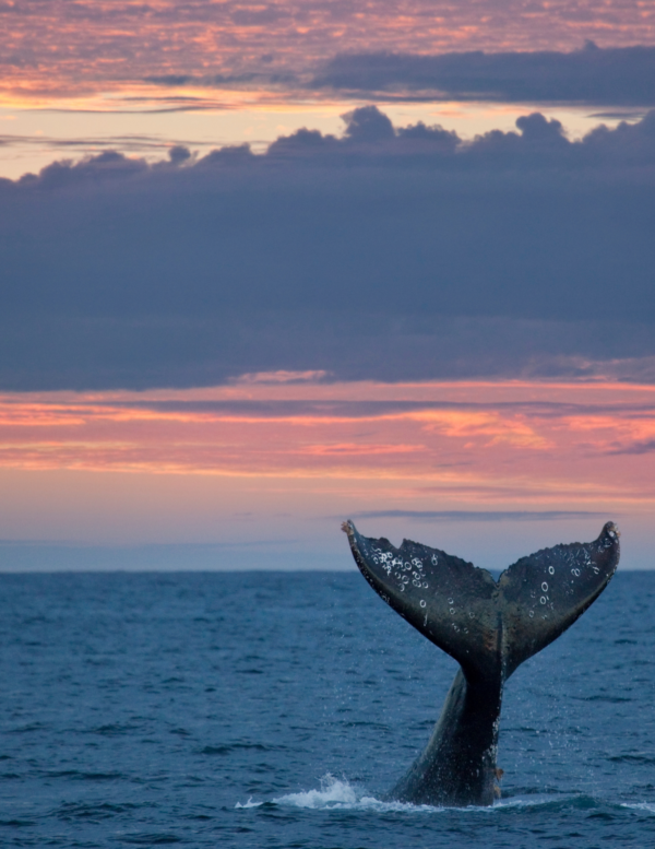 gray whale mag bay