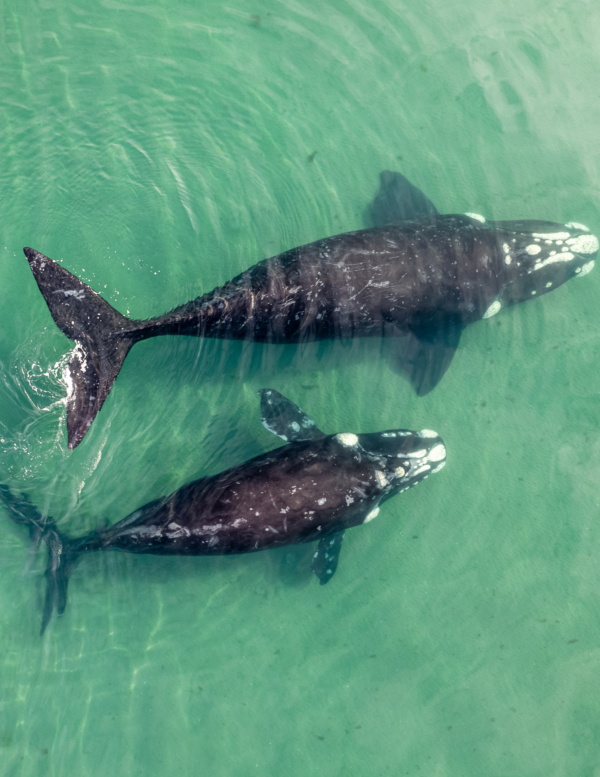 gray whale mag bay ventana travel