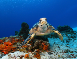 scuba with turtles ventana travel