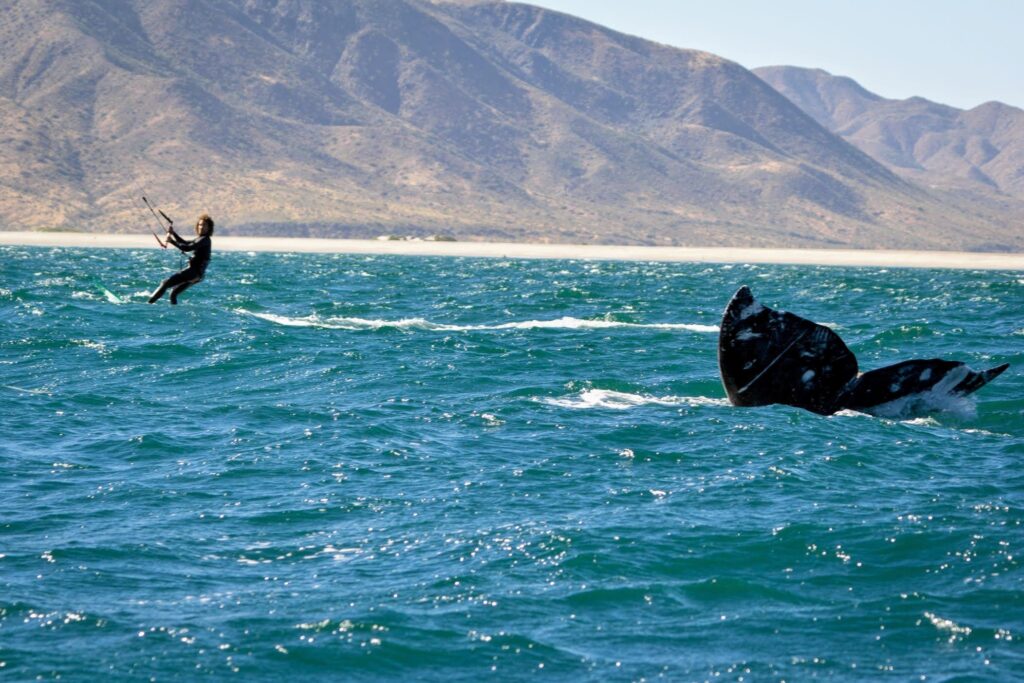kiteboarding la ventana with whales