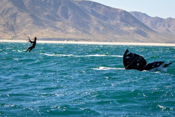 kiteboarding la ventana with whales