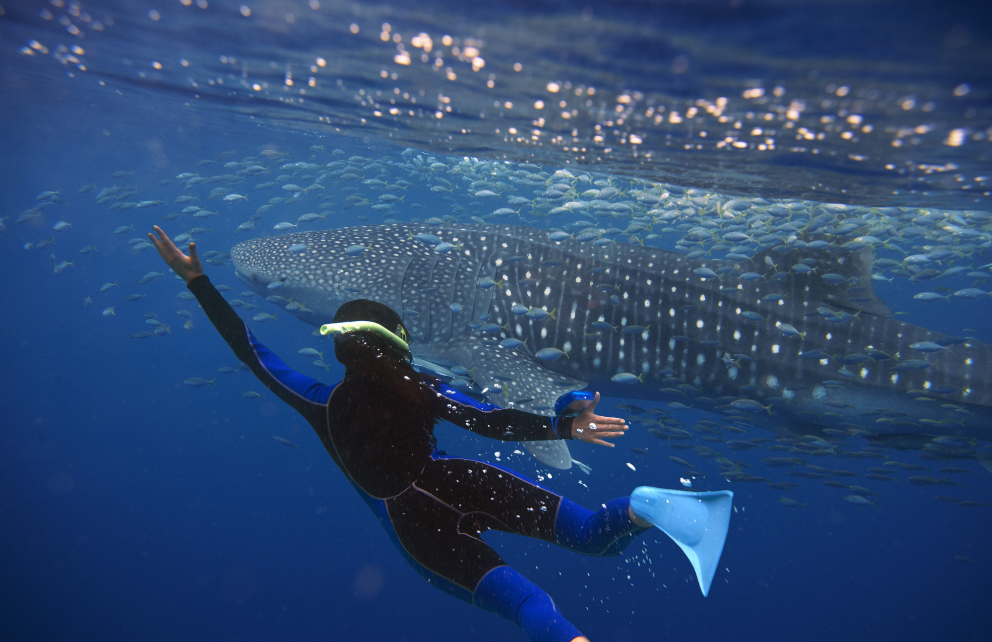 Whale shark in La Paz Bay