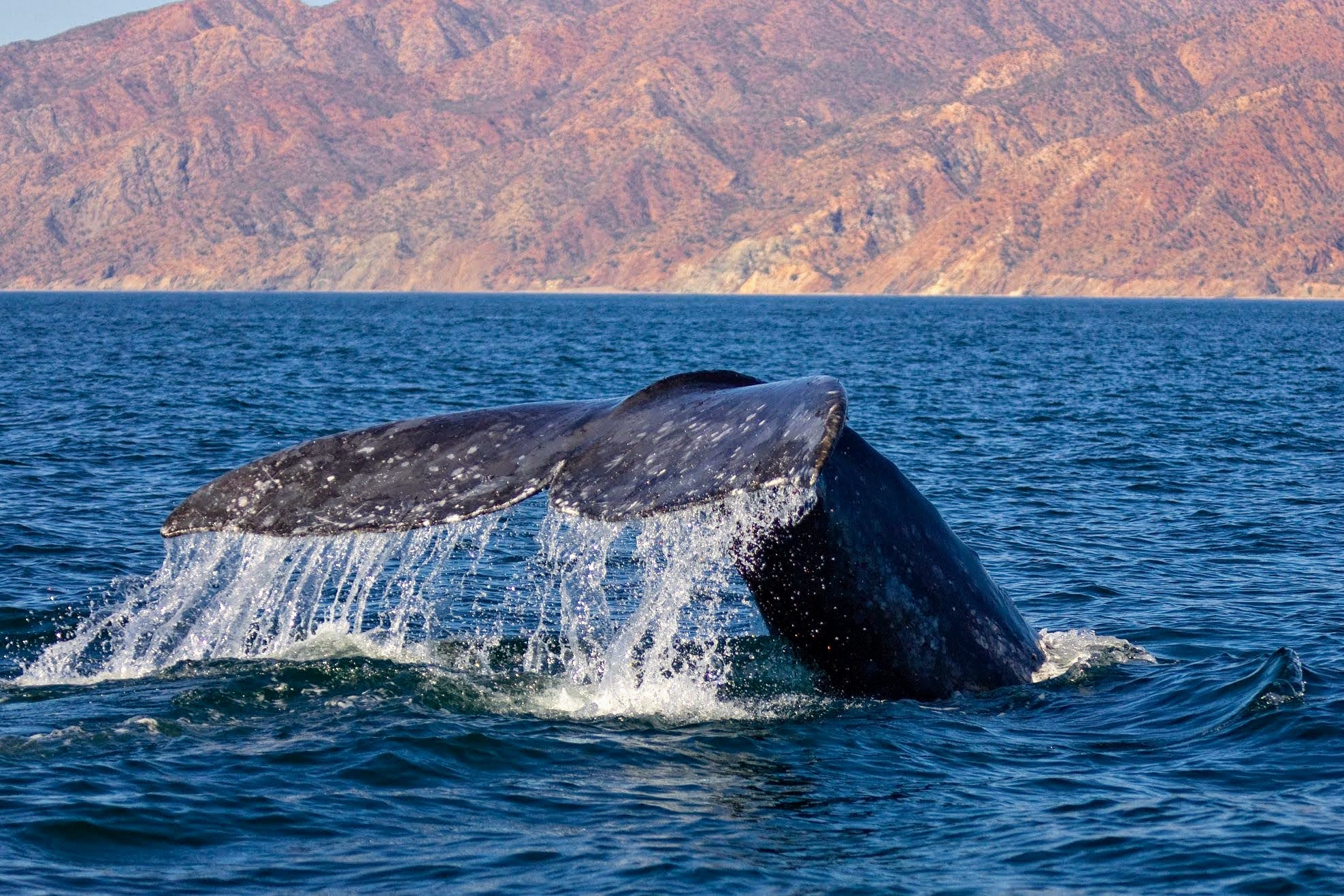 Gray whale tail