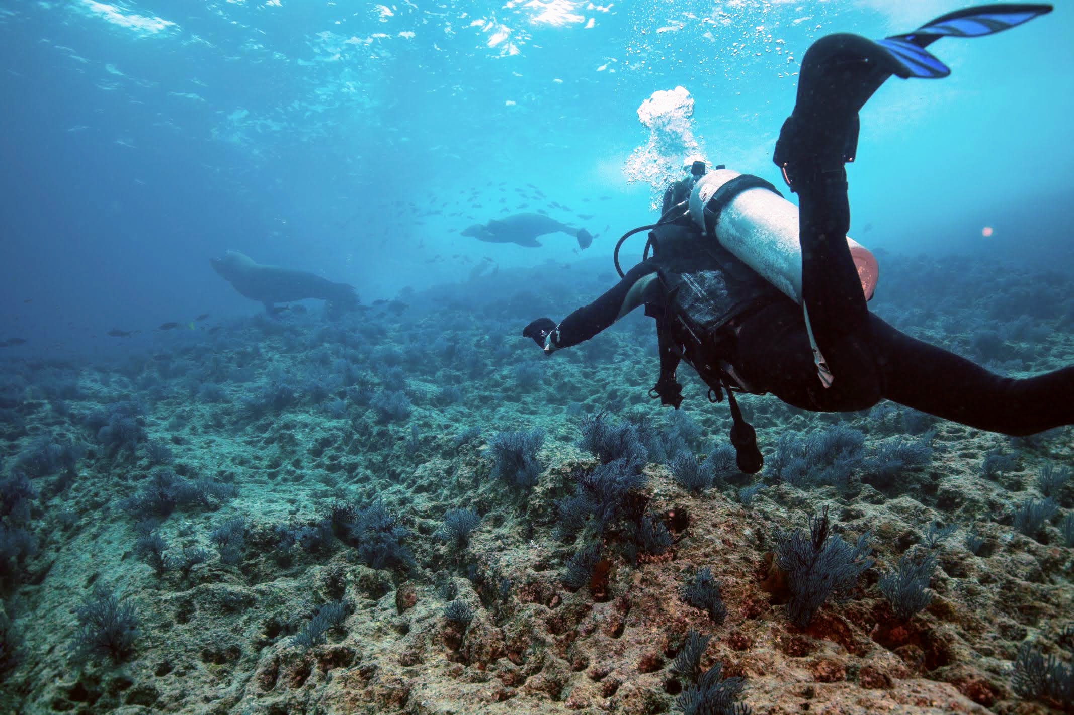 Scuba diving in the Sea of Cortez