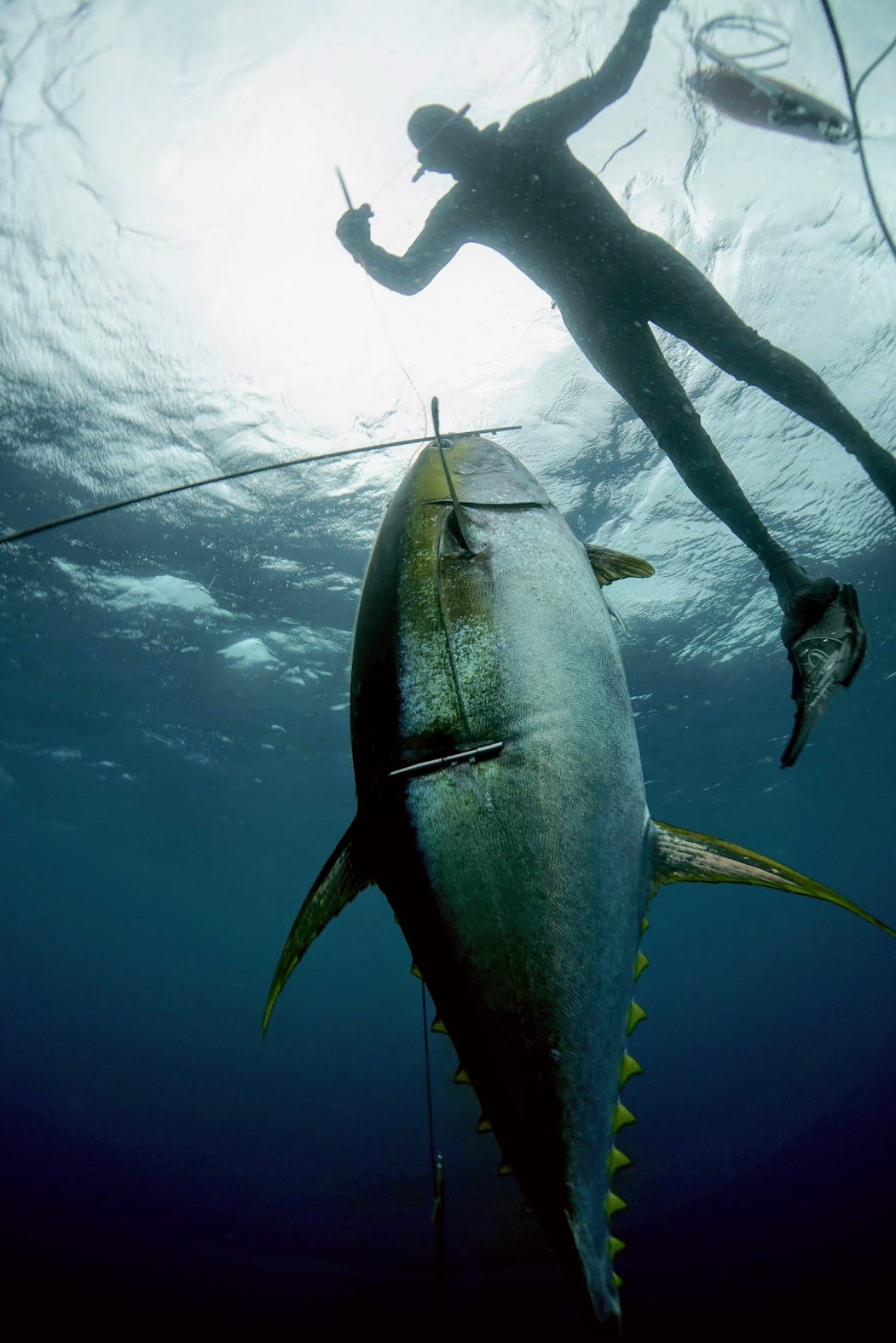 Gear and support: spearfishing and dive equipment with weights provided