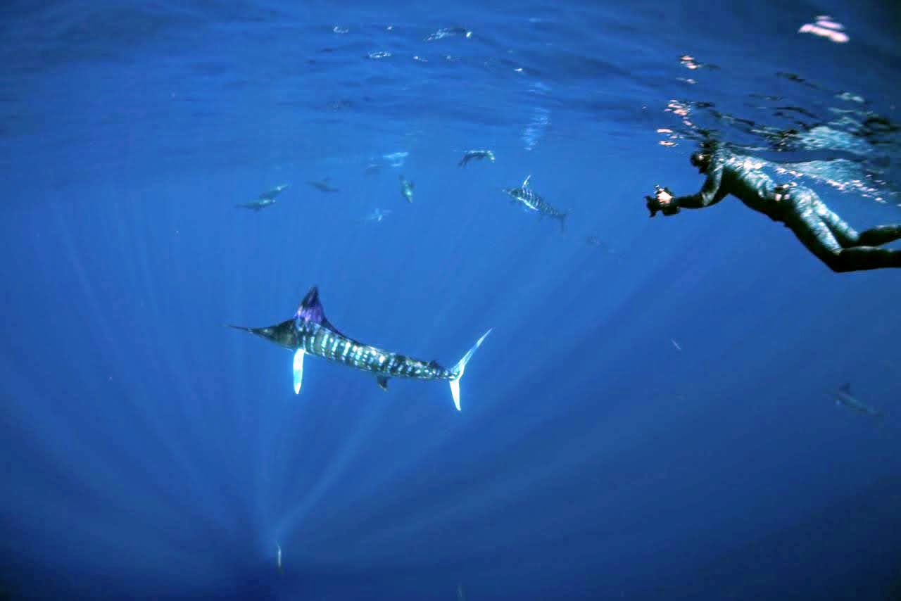 Striped marlin hunting bait balls Baja