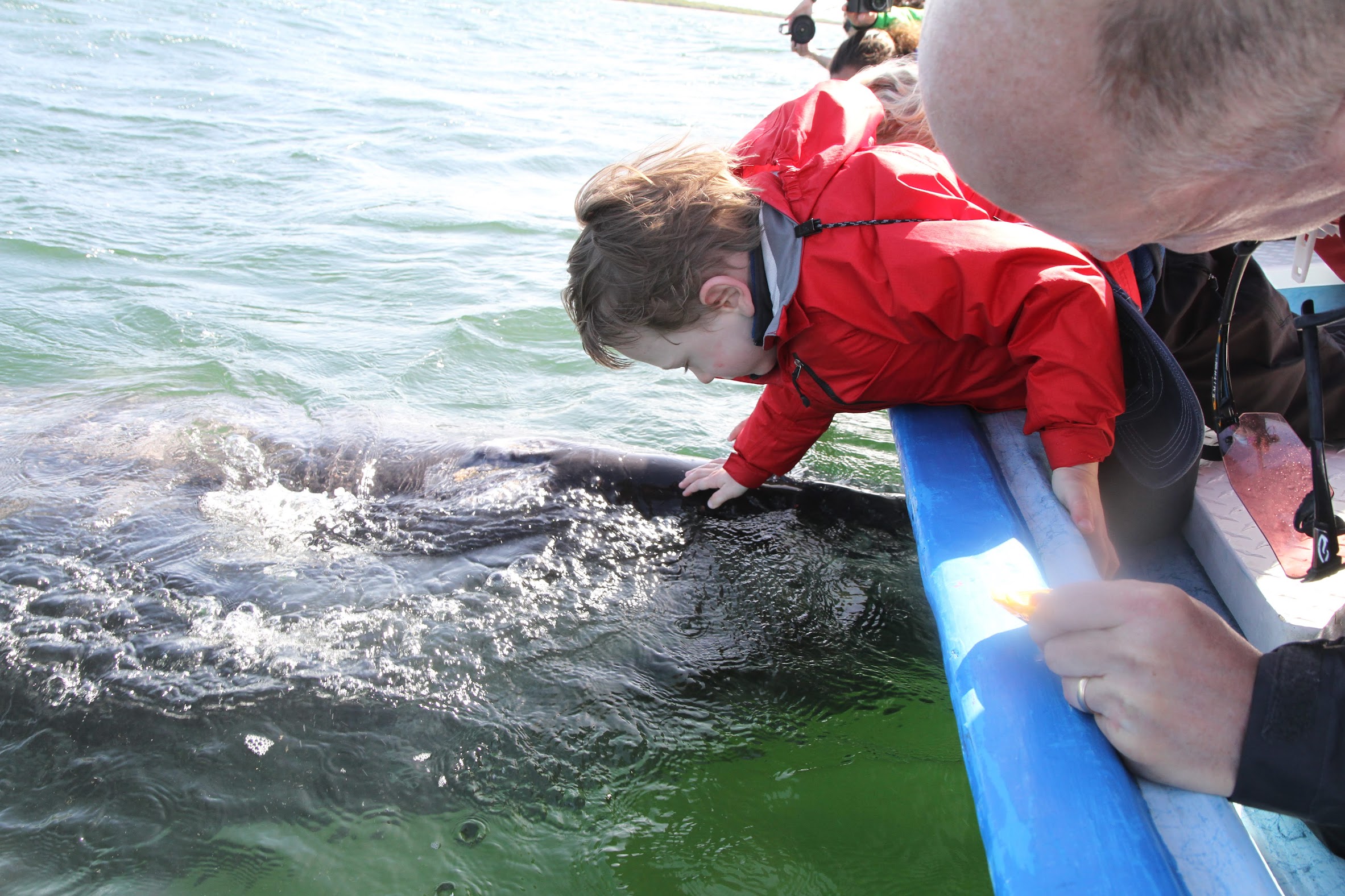 Sardine bait ball Sea of Cortez