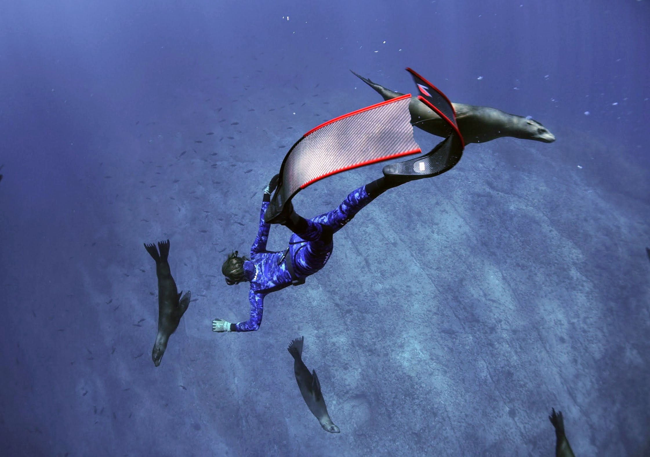 Freediving training session in calm Baja water