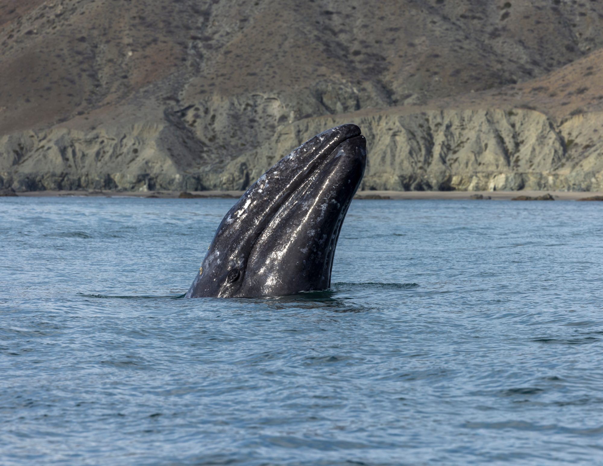 Whales and Baja landscape from the catamaran