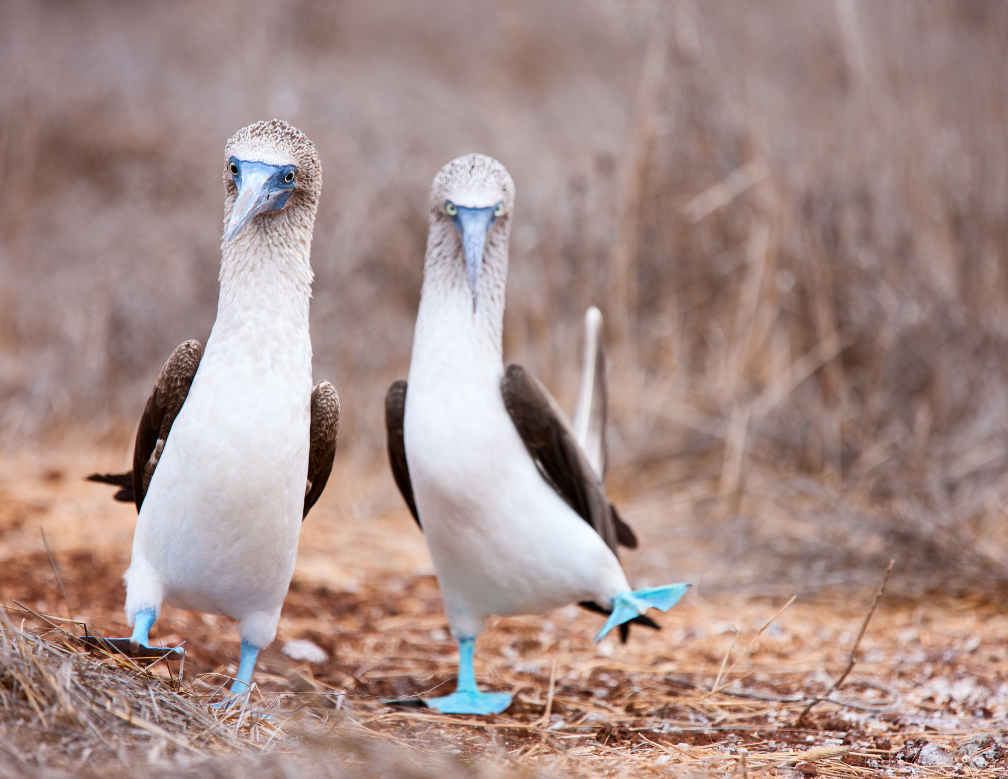 Bird species around Baja