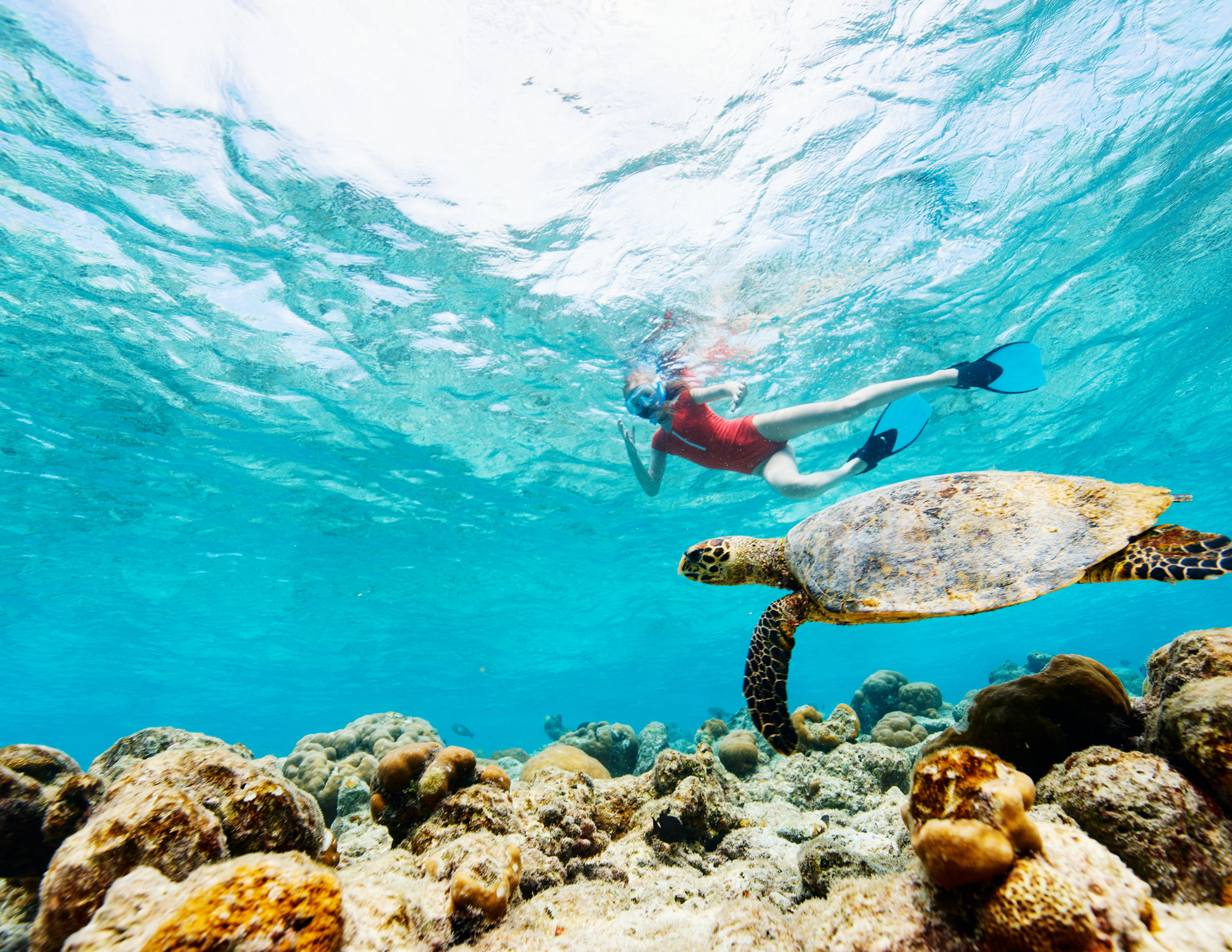 Sea turtle and freediving options in Baja