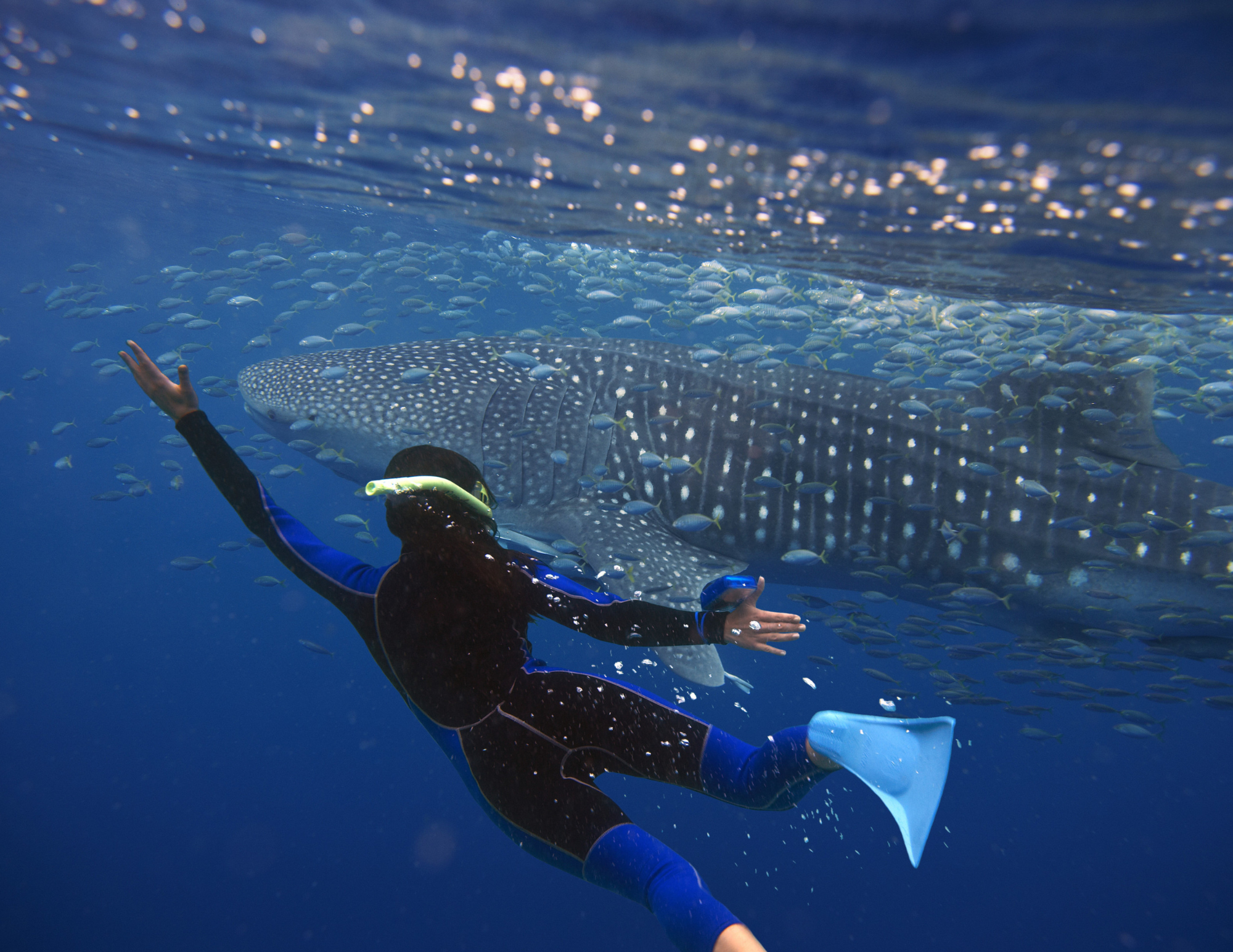 Whale shark encounter in the Sea of Cortez