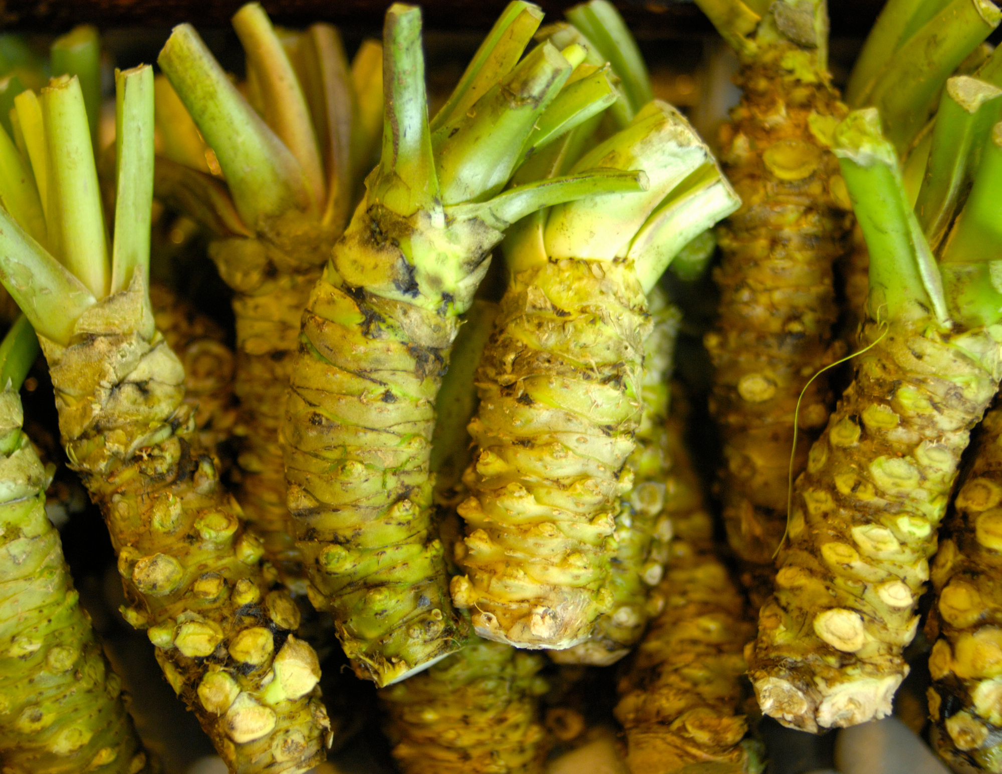 Real wasabi sourced from farm